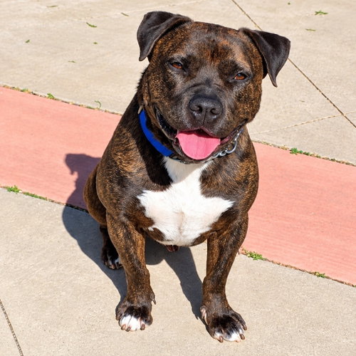 Photo 2 of Prancer - Foster or Adopt Me!