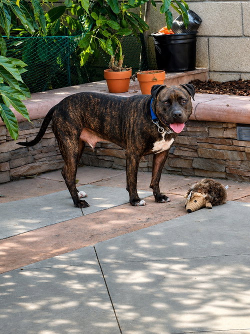 Photo 3 of Prancer - Foster or Adopt Me!