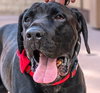 Dudley-Special Needs - Adopt Me! - Photo 1
