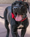 Dudley-Special Needs - Adopt Me! - Photo 2