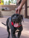 Dudley-Special Needs - Adopt Me! - Photo 3