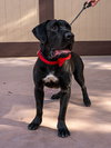 Dudley-Special Needs - Adopt Me! - Photo 4