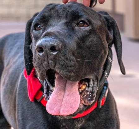 DUDLEY-SPECIAL NEEDS - ADOPT ME! - Mastiff / Labrador Retriever available for adoption