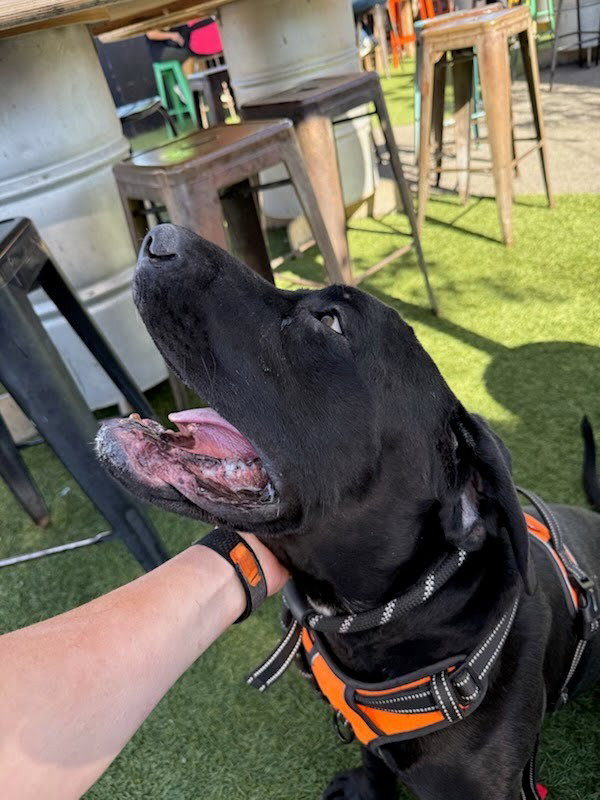 Dudley-Special Needs - Adopt Me!