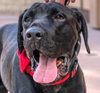 Dudley-Special Needs - Adopt Me! - Photo 1