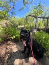 Dudley-Special Needs - Adopt Me! - Photo 2
