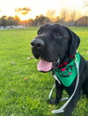 Dudley-Special Needs - Adopt Me! - Photo 3