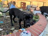 Dudley-Special Needs - Adopt Me! - Photo 4