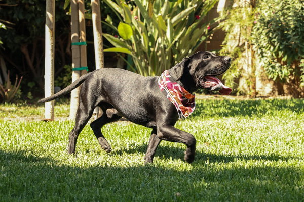 Dudley-Special Needs - Adopt Me!
