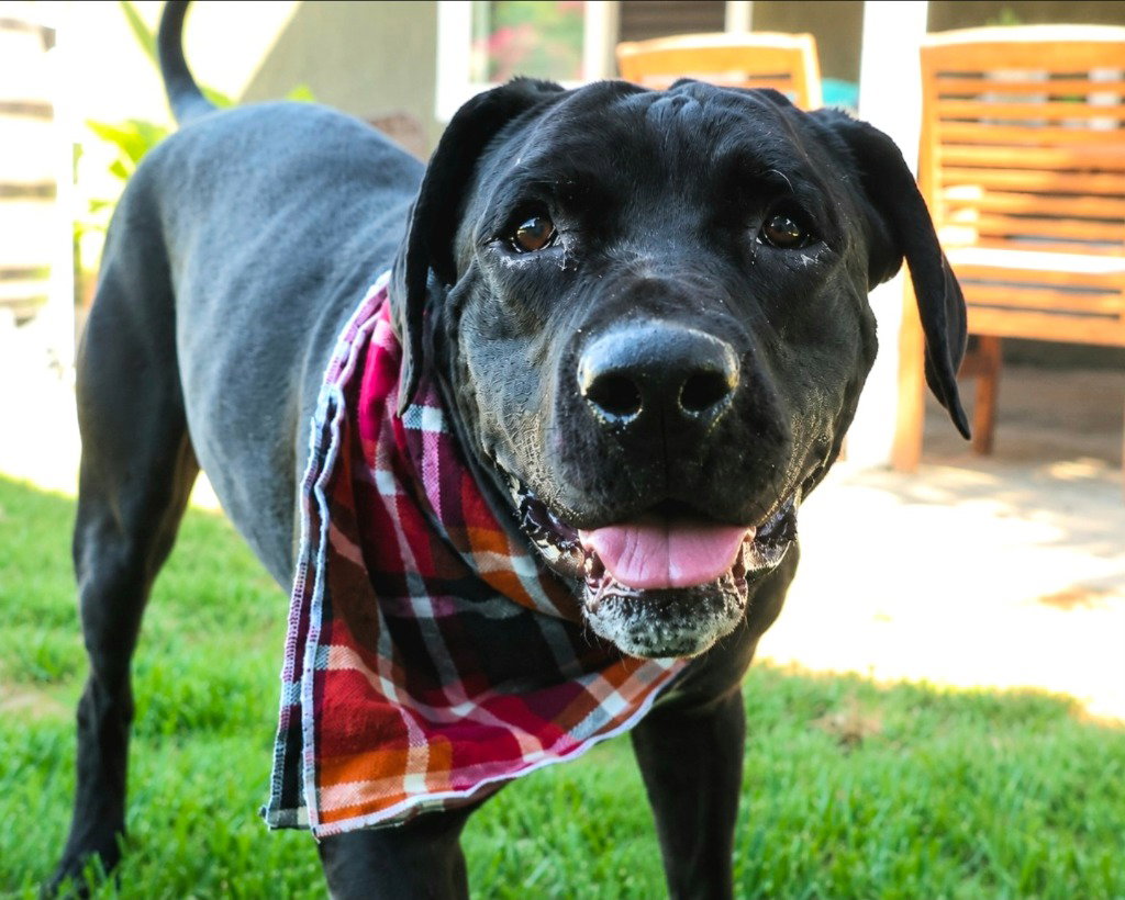 Dudley-Special Needs - Adopt Me! Image