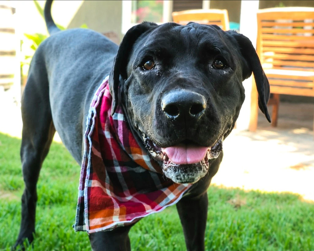 Dudley-Special Needs - Adopt Me