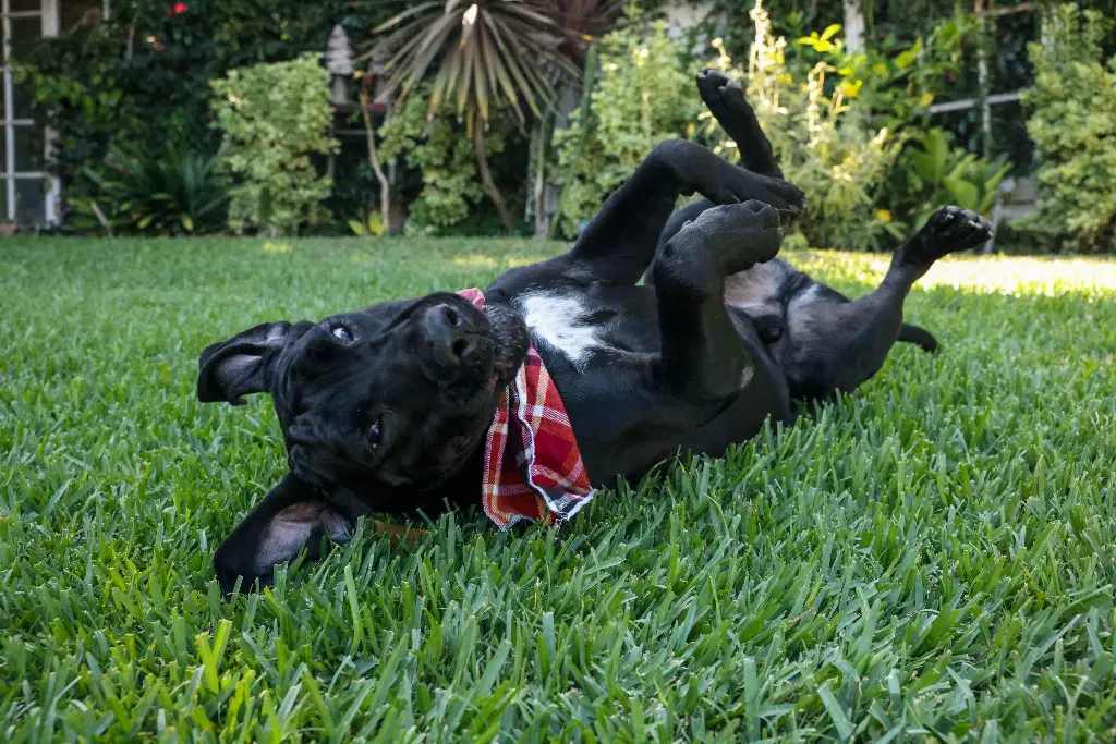 Dudley-Special Needs - Adopt Me image 3
