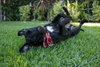 Dudley-Special Needs - Adopt Me! - Photo 3