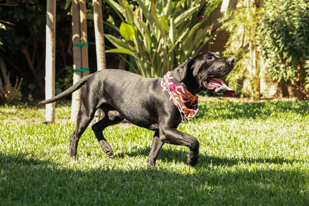 Dudley-Special Needs - Adopt Me image 4