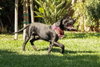 Dudley-Special Needs - Adopt Me! - Photo 4