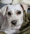 Bo - Special Needs-Foster or Adopt Me! - Photo 1