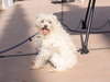 Bo - Special Needs-Foster or Adopt Me! - Photo 4
