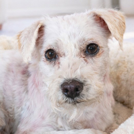 Bo - Special Needs-Foster or Adopt Me!