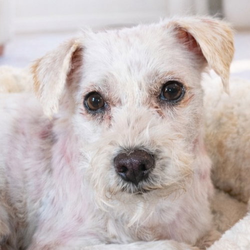 Bo - Special Needs-Foster or Adopt Me!, an adoptable Bichon Frise in Lake Forest, CA