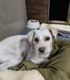 Bo - Special Needs-Foster or Adopt Me! - Photo 3