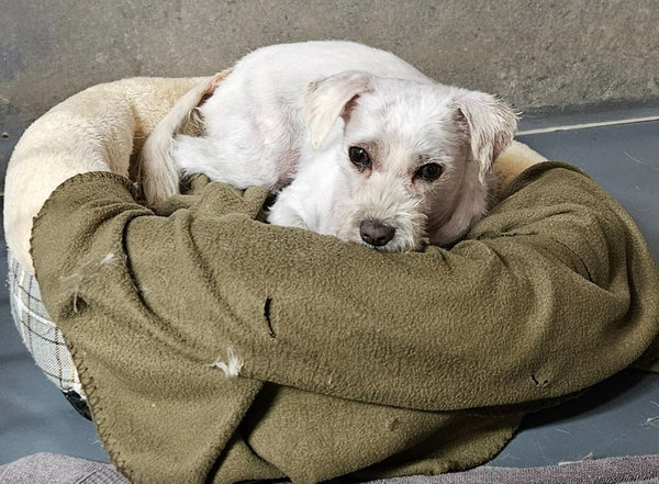 Bo - Special Needs-Foster or Adopt Me!