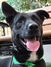 Otto (Courtesy Post) - Adopt Me! - Photo 1