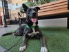 Otto (Courtesy Post) - Adopt Me! - Photo 2
