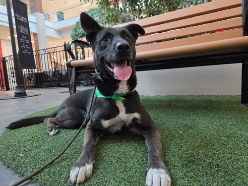OTTO (COURTESY POST) - ADOPT ME! - German Shepherd Dog available for adoption