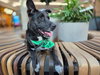 Otto (Courtesy Post) - Adopt Me! - Photo 3