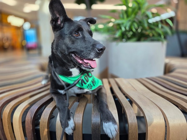Otto (Courtesy Post) - Adopt Me!