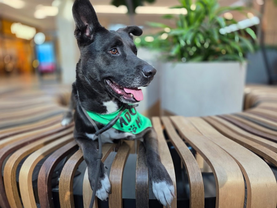 Otto (Courtesy Post) - Adopt Me!