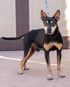 Valor - Adopt Me! - Photo 3