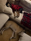 Valor - Adopt Me! - Photo 4