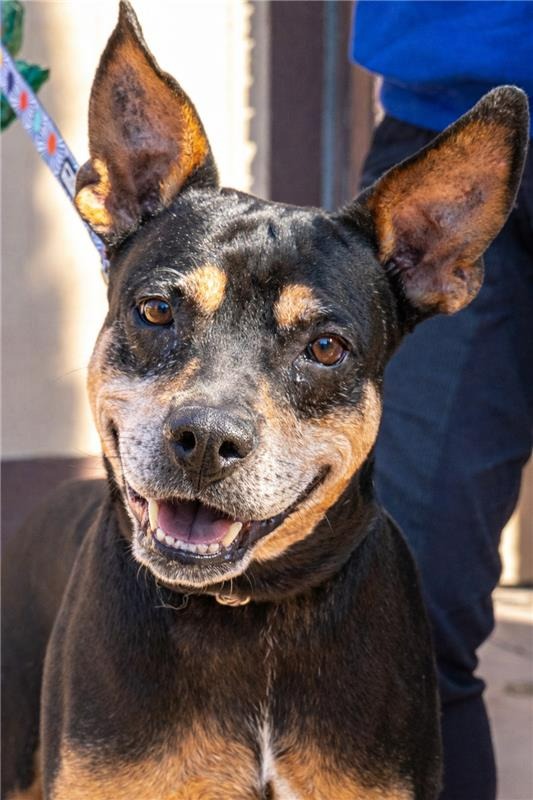 Valor - Adopt Me!