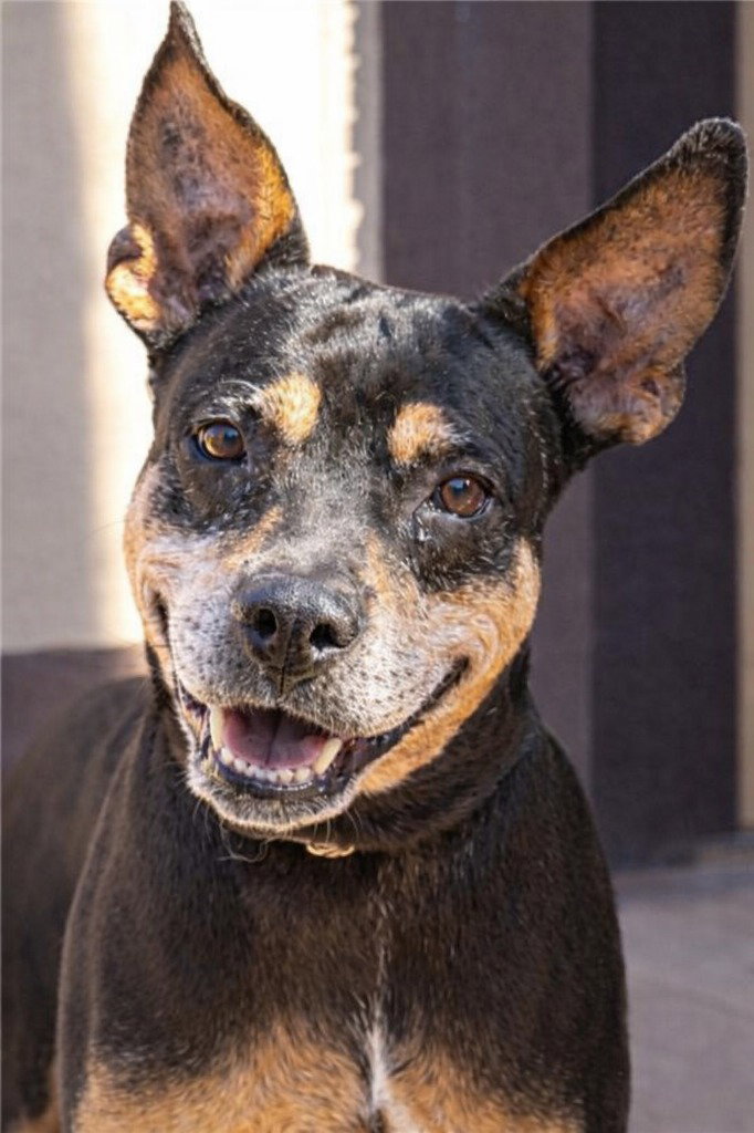 Valor - Adopt Me!