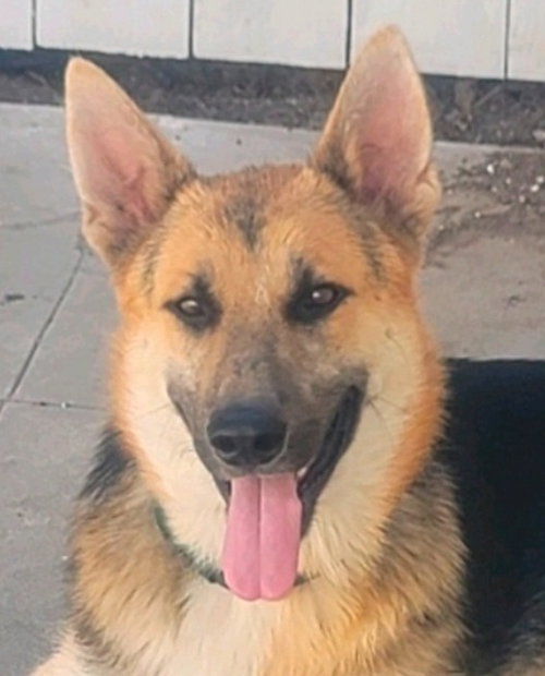 NIKO (CP) - FOSTER OR ADOPT ME! - German Shepherd Dog available for adoption