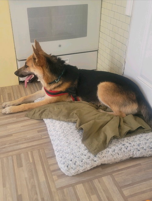 NIKO (CP) - FOSTER OR ADOPT ME! - German Shepherd Dog available for adoption