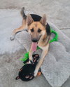 Niko (CP) - Foster or Adopt Me! - Photo 3