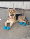 Niko (CP) - Foster or Adopt Me! - Photo 4