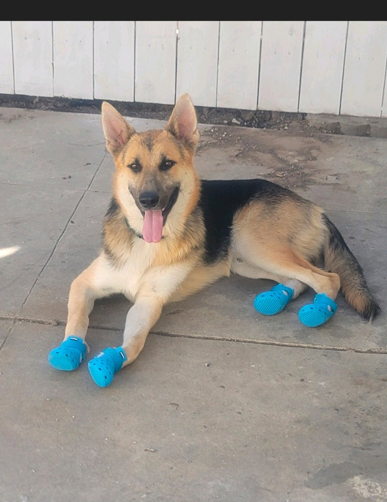Niko (CP) - Foster or Adopt Me!