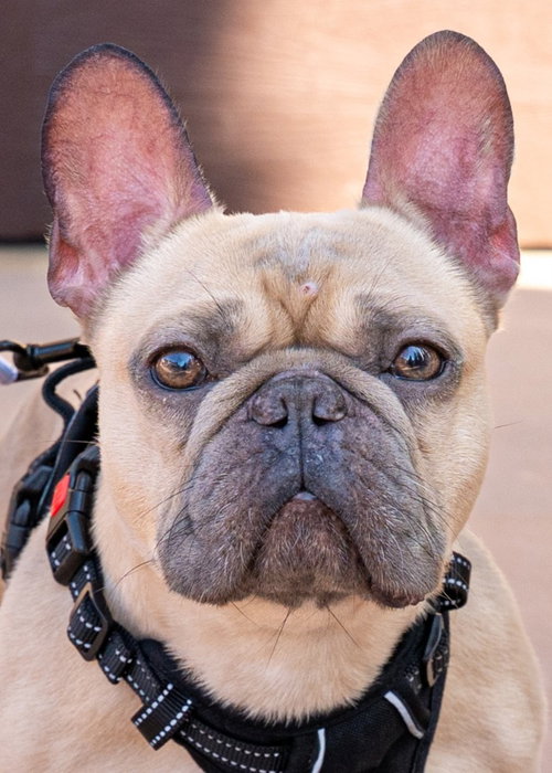 KRINGLE - ADOPT ME! - French Bulldog available for adoption