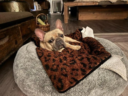 KRINGLE - ADOPT ME! - French Bulldog available for adoption
