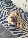 Kringle - Adopt Me! - Photo 3