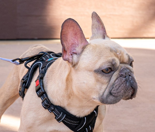 Kringle - Adopt Me!