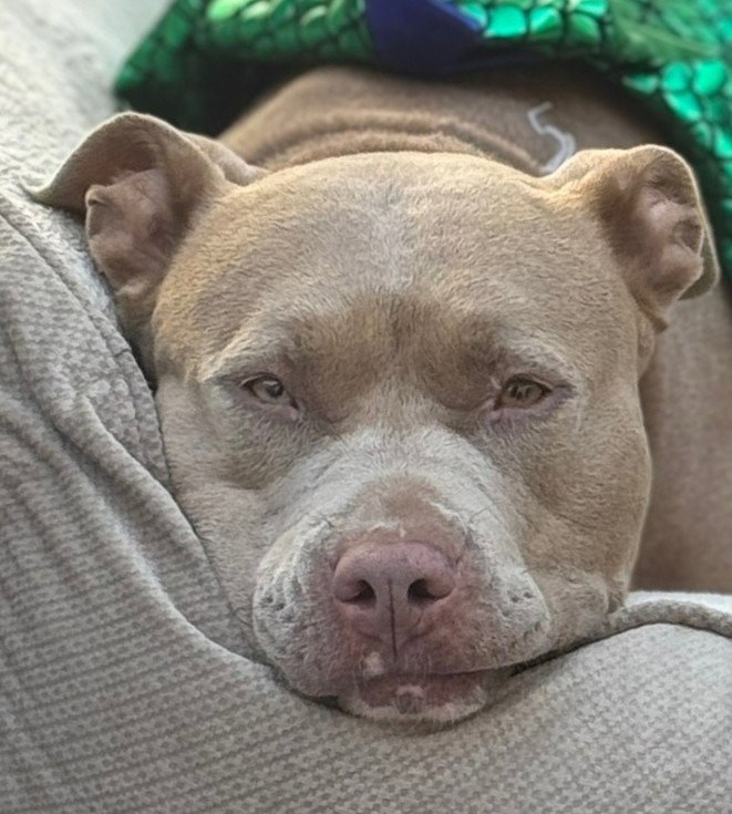 Khloe (Courtesy Post) - Adopt Me! Image