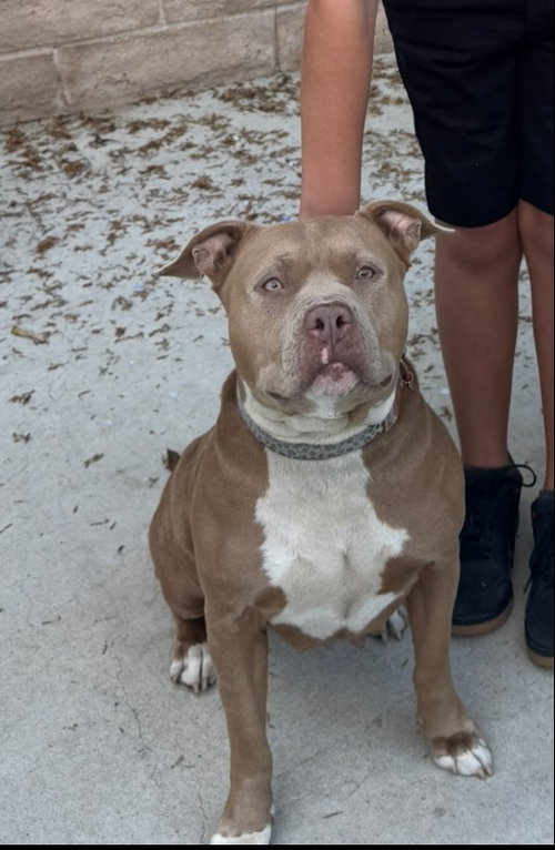 KHLOE (COURTESY POST) - ADOPT ME! - American Staffordshire Terrier available for adoption