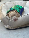 Khloe (Courtesy Post) - Adopt Me! - Photo 3