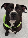 Taurus - Adopt Me! - Photo 1