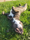 Taurus - Adopt Me! - Photo 2