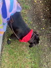 Taurus - Adopt Me! - Photo 4